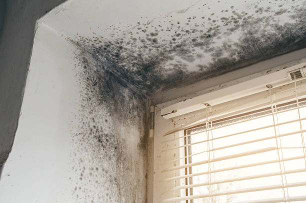 Affordable Basement Mold Removal solutions in Cumberland, KY